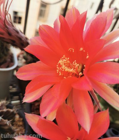 阳台党必看！仙人球不开花？教你配出“爆花土”，告别烂根烦恼 - 图画吧TUHUABA