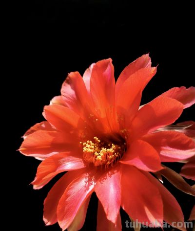 阳台党必看！仙人球不开花？教你配出“爆花土”，告别烂根烦恼 - 图画吧TUHUABA