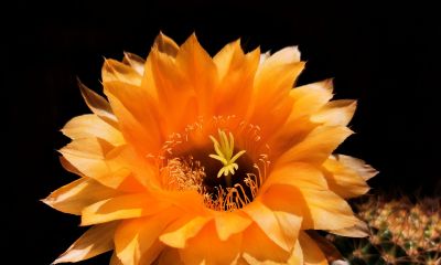 阳台党必看！仙人球不开花？教你配出“爆花土”，告别烂根烦恼 - 图画吧TUHUABA