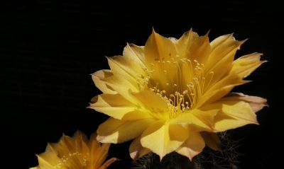 阳台党必看！仙人球不开花？教你配出“爆花土”，告别烂根烦恼 - 图画吧TUHUABA