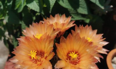 阳台党必看！仙人球不开花？教你配出“爆花土”，告别烂根烦恼 - 图画吧TUHUABA