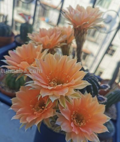 阳台党必看！仙人球不开花？教你配出“爆花土”，告别烂根烦恼 - 图画吧TUHUABA