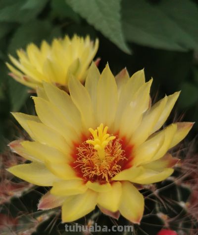 阳台党必看！仙人球不开花？教你配出“爆花土”，告别烂根烦恼 - 图画吧TUHUABA