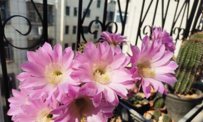 阳台党必看！仙人球不开花？教你配出“爆花土”，告别烂根烦恼 - 图画吧TUHUABA