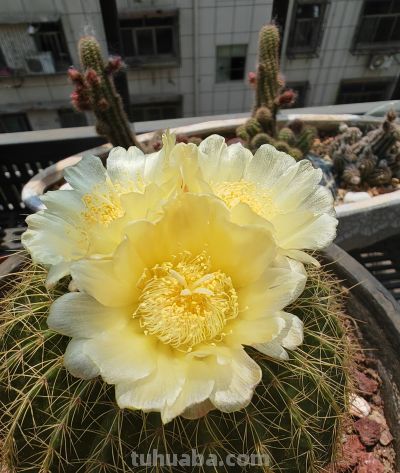 阳台党必看！仙人球不开花？教你配出“爆花土”，告别烂根烦恼 - 图画吧TUHUABA