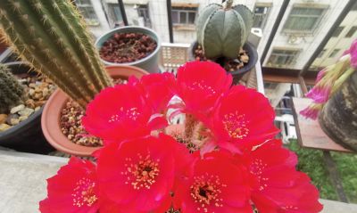 阳台党必看！仙人球不开花？教你配出“爆花土”，告别烂根烦恼 - 图画吧TUHUABA