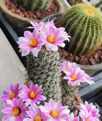 阳台党必看！仙人球不开花？教你配出“爆花土”，告别烂根烦恼 - 图画吧TUHUABA