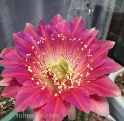 江苏一姐姐的仙人球，一年开花200天！网友：这是养花尽头吧 - 图画吧TUHUABA