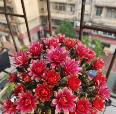 江苏一姐姐的仙人球，一年开花200天！网友：这是养花尽头吧 - 图画吧TUHUABA