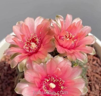 江苏一姐姐的仙人球，一年开花200天！网友：这是养花尽头吧 - 图画吧TUHUABA