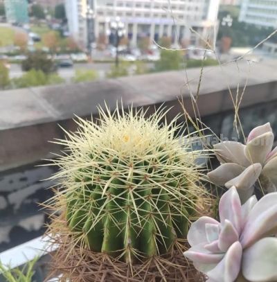 江苏一姐姐的仙人球，一年开花200天！网友：这是养花尽头吧 - 图画吧TUHUABA