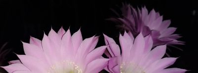 仙人球开花：美丽娇艳却自带锋芒——这才是真正的“人间清醒” - 今日头条