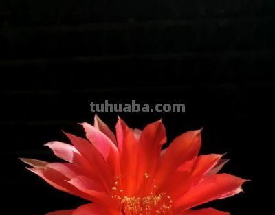 仙人球开花：美丽娇艳却自带锋芒——这才是真正的“人间清醒” - 图画吧TUHUABA