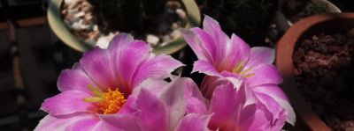 仙人球开花：美丽娇艳却自带锋芒——这才是真正的“人间清醒” - 图画吧TUHUABA