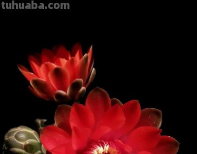 仙人球开花：美丽娇艳却自带锋芒——这才是真正的“人间清醒” - 图画吧TUHUABA