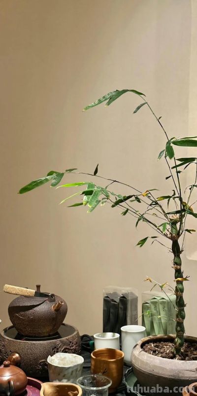 动漫萌宠小新简笔插画手机壁纸聊天背景图片 - 图画吧TUHUABA