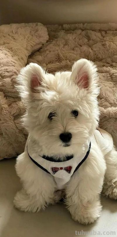 动漫萌宠小新简笔插画手机壁纸聊天背景图片 - 图画吧TUHUABA