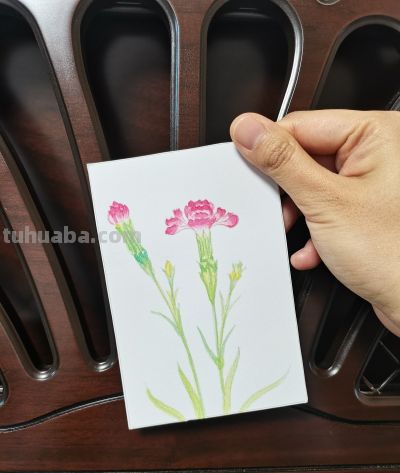 19 康乃馨（绘画 水彩 果花甘06） - 图画吧TUHUABA