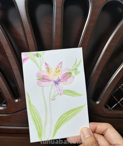 20 香水百合（绘画 水彩 果花甘06） - 图画吧TUHUABA