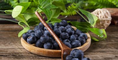 蓝莓种植全攻略：南北方品种解析，可盆栽，家庭实现蓝莓自由 - 今日头条