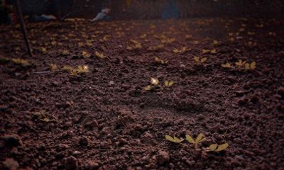 家庭种植别贪多！这4种蔬菜少种才划算，种多了全是坑 - 今日头条