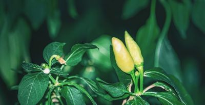 家庭种植别贪多!这4种蔬菜少种才划算,种多了全是坑 - 今日头条 家庭种植别贪多!这4种蔬菜少种才划算,种多了全是坑 - 图画吧TUHUABA