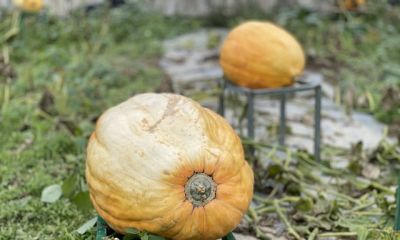 家庭种植别贪多!这4种蔬菜少种才划算,种多了全是坑 - 今日头条 家庭种植别贪多!这4种蔬菜少种才划算,种多了全是坑 - 图画吧TUHUABA