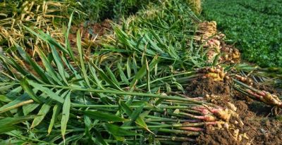 家庭种植别贪多!这4种蔬菜少种才划算,种多了全是坑 - 今日头条 家庭种植别贪多!这4种蔬菜少种才划算,种多了全是坑 - 图画吧TUHUABA