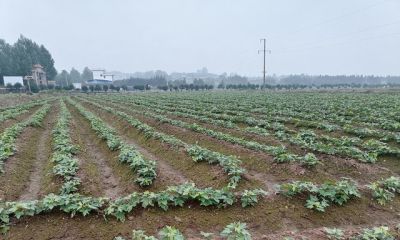家庭种植别贪多!这4种蔬菜少种才划算,种多了全是坑 - 今日头条 家庭种植别贪多!这4种蔬菜少种才划算,种多了全是坑 - 图画吧TUHUABA