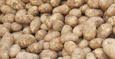 家庭种植别贪多!这4种蔬菜少种才划算,种多了全是坑 - 今日头条 家庭种植别贪多!这4种蔬菜少种才划算,种多了全是坑 - 图画吧TUHUABA