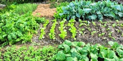 家庭种菜别贪多！这5种少种点，多到吃不完真发愁 - 图画吧TUHUABA