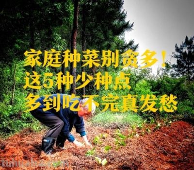 家庭种菜别贪多！这5种少种点，多到吃不完真发愁 - 图画吧TUHUABA