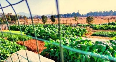 家庭种菜别贪多！这5种少种点，多到吃不完真发愁 - 图画吧TUHUABA