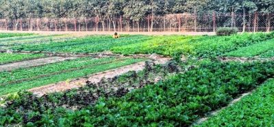 家庭种菜别贪多！这5种少种点，多到吃不完真发愁 - 图画吧TUHUABA