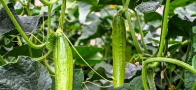 家庭种菜别贪多！这5种少种点，多到吃不完真发愁 - 图画吧TUHUABA