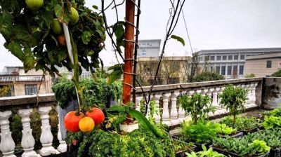 家庭种菜别贪多！这5种少种点，多到吃不完真发愁 - 图画吧TUHUABA