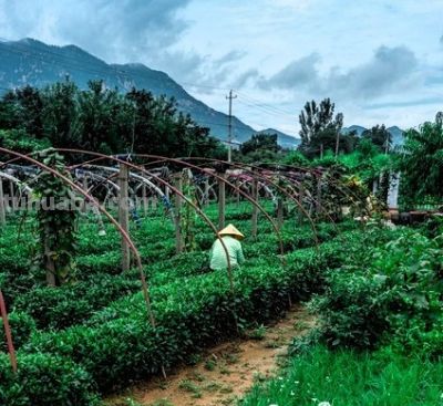 家庭种菜别贪多！这5种少种点，多到吃不完真发愁 - 图画吧TUHUABA