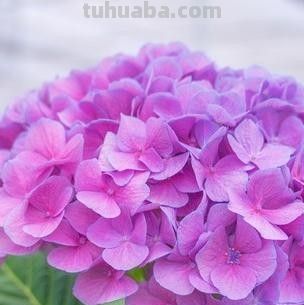 冬天养花别瞎浇！邻居浇死绿萝，我家零下爆新芽，全靠3看2不浇 - 图画吧TUHUABA