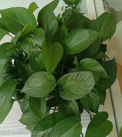 冬天养花别瞎浇！邻居浇死绿萝，我家零下爆新芽，全靠3看2不浇 - 今日头条