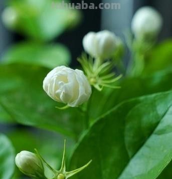 冬天养花别瞎浇！邻居浇死绿萝，我家零下爆新芽，全靠3看2不浇 - 图画吧TUHUABA