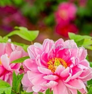 冬天养花别瞎浇！邻居浇死绿萝，我家零下爆新芽，全靠3看2不浇 - 图画吧TUHUABA