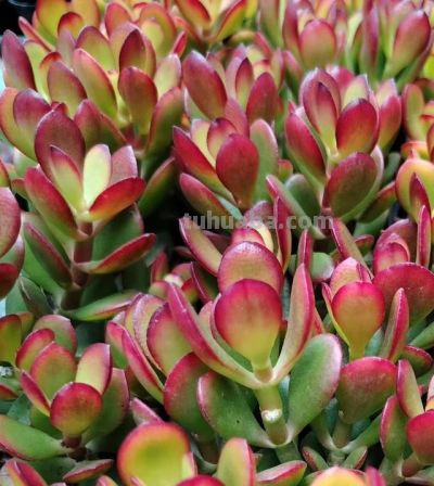 冬天养花别瞎浇！邻居浇死绿萝，我家零下爆新芽，全靠3看2不浇 - 图画吧TUHUABA