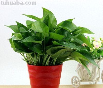 暖气房绿萝吊兰养护秘籍：这样做，让它们疯长爆盆、垂藤几米长 - 今日头条