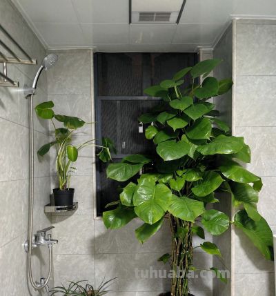 湖南一阿姨，“绿萝养成了树”，型美叶肥：妈呀，真的成精了！ - 今日头条