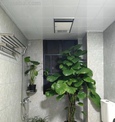 湖南一阿姨，“绿萝养成了树”，型美叶肥：妈呀，真的成精了！ - 图画吧TUHUABA