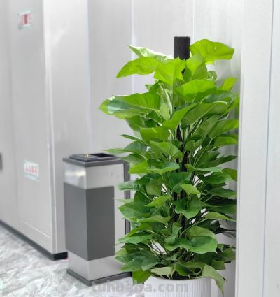 湖南一阿姨，“绿萝养成了树”，型美叶肥：妈呀，真的成精了！ - 图画吧TUHUABA