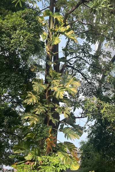 湖南一阿姨，“绿萝养成了树”，型美叶肥：妈呀，真的成精了！ - 图画吧TUHUABA