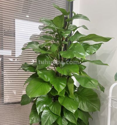 湖南一阿姨，“绿萝养成了树”，型美叶肥：妈呀，真的成精了！ - 图画吧TUHUABA