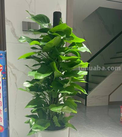 湖南一阿姨，“绿萝养成了树”，型美叶肥：妈呀，真的成精了！ - 图画吧TUHUABA