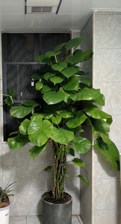 湖南一阿姨，“绿萝养成了树”，型美叶肥：妈呀，真的成精了！ - 图画吧TUHUABA